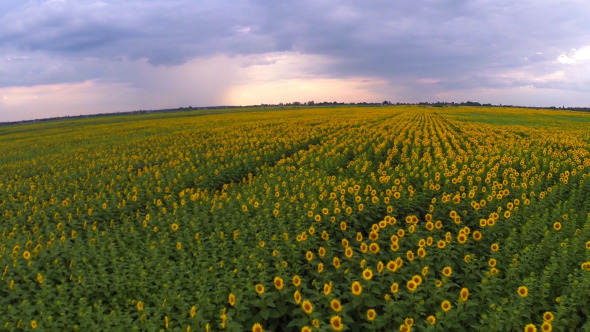 Aerial View Of A Sunflower Field 6