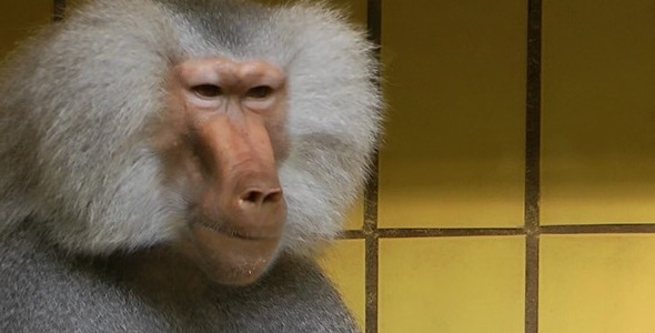 Hamadryas baboon Monkey alt