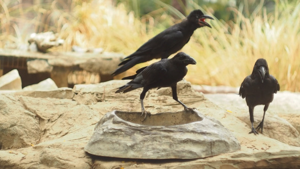 Crow Drinking Water alt