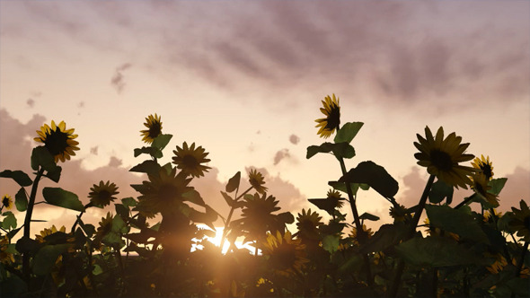 Sunflowers On a Sunset Background