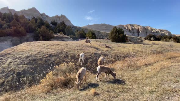 Wildlife deers. bighorn sheeps eating in badlands National Park, South Dakota. six sheep grazing aga alt