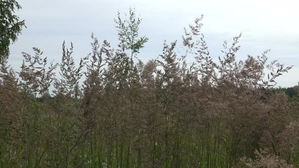 Reed Grass or Smallweed