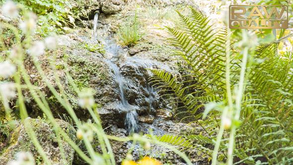 Bird is Taking a Bath alt