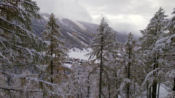 Trees and Forests in Switzerland During the Winter alt
