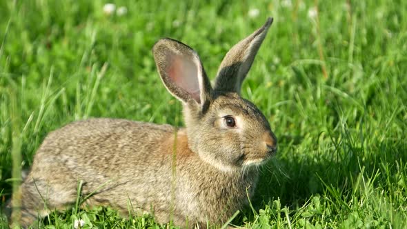 Cute Grey Rabbit Eating a Pink Flower Petal While Laying on Green Grass Field in the Shade alt