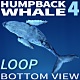 Humpback Whale 4 - VideoHive Item for Sale