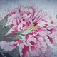 Japanese Ink Flower Movie Titles - VideoHive Item for Sale