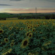 Drone Field of Sunflowers at Dawn - VideoHive Item for Sale