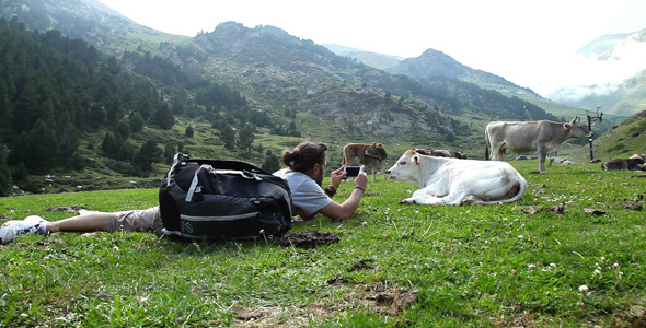 Taking Photos To A Calf With A Phone alt