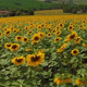 Aerial Drone Field of Sunflowers 2 - VideoHive Item for Sale