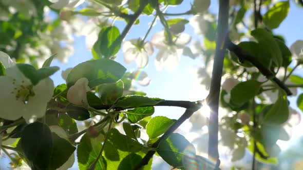 Flowering on the Branches of an Apple Tree