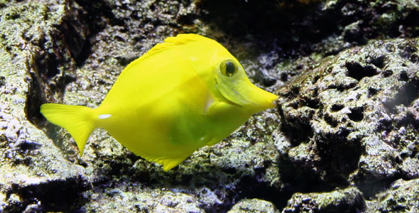 Yellow Tang Fish alt