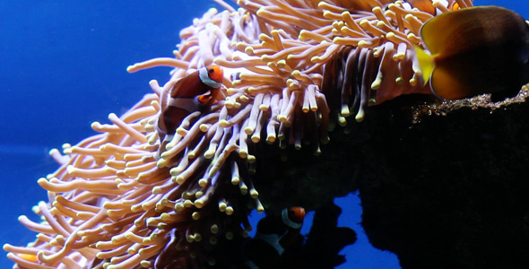 Anemone And Clown Fish alt