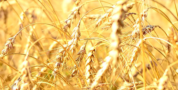 Ears of Wheat