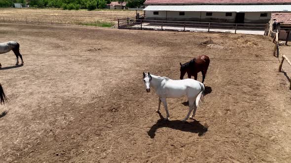 Horse ranch high in the mountains of Cappadocia Aerial view 4 K alt