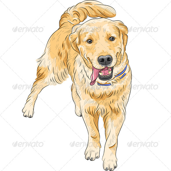 Happy Dog Labrador Retriever breed Sketch, Vectors GraphicRiver