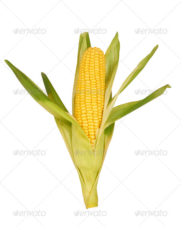 corn - Stock Photo - Images