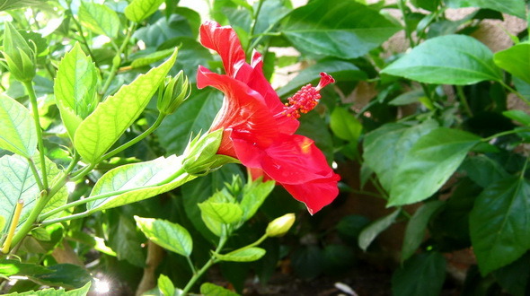 Hibiscus Flower At Sunrise Time