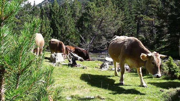 Cows Pyrenean 04