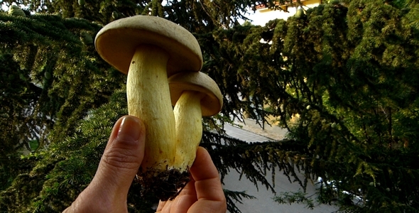 Boletus 4 alt
