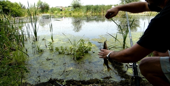 Caught Fish on the Hook alt