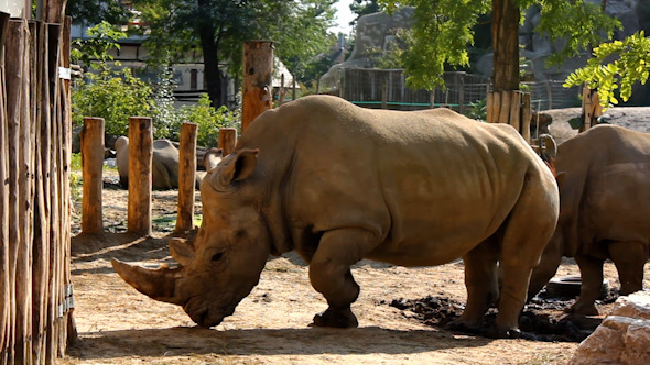 Rhinoceros In Reserve