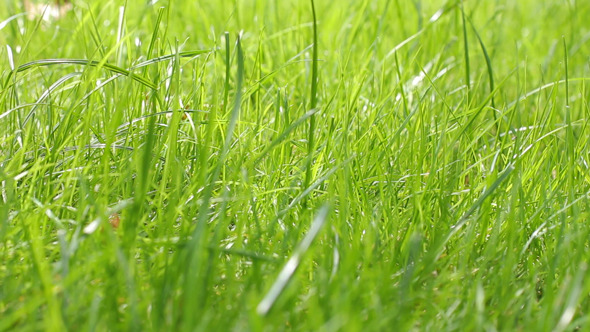 Grass 02 alt