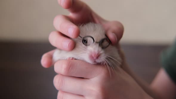 Little Funny Ginger Hamster with Glasses