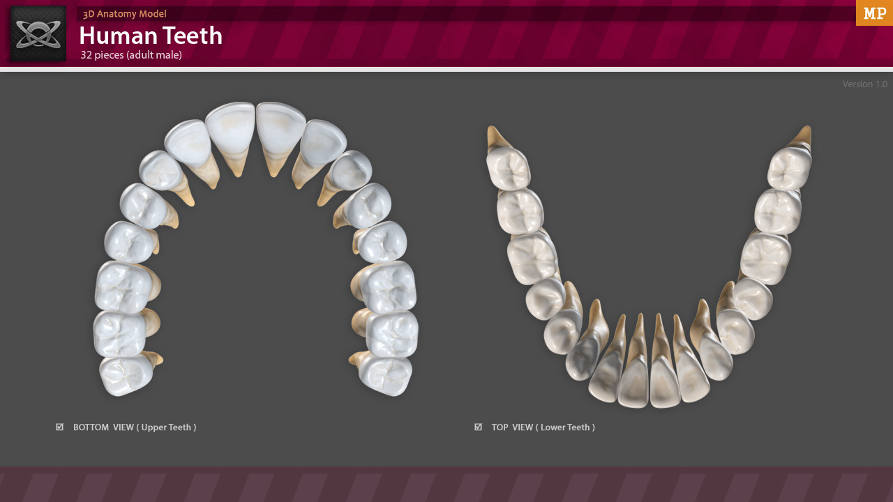 3D Anatomy - Human Teeth by Motion-Planet | 3DOcean