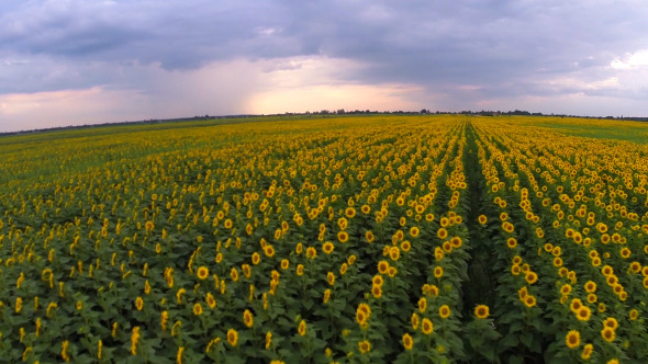 Aerial View Of A Sunflower Field 1