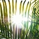 Sunbeams Through Palm Leaves - VideoHive Item for Sale