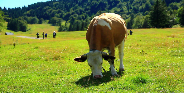 Cow Grazing Grass