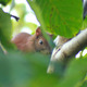 Squirrel Sits On Tree Branch 1 - VideoHive Item for Sale
