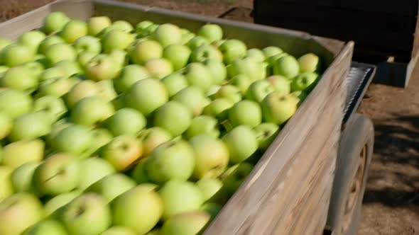 Apples in Crates are Transported Between the Rows of Orchards After Harvesting