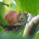 Squirrel Sits On Tree Branch 2 - VideoHive Item for Sale