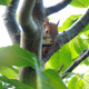 Squirrel Sits On Tree Branch 3 - VideoHive Item for Sale