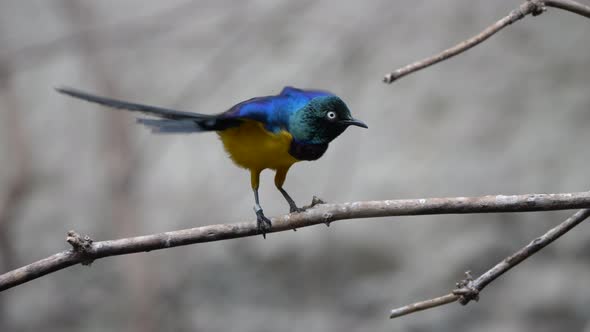 Super slow motion of wiggling golden-breasted starling perched on branch in nature alt