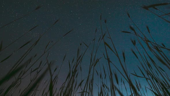 Night Starry Sky With Glowing Stars And Meteoric Track Trails Above Green Young Wheat Field In alt