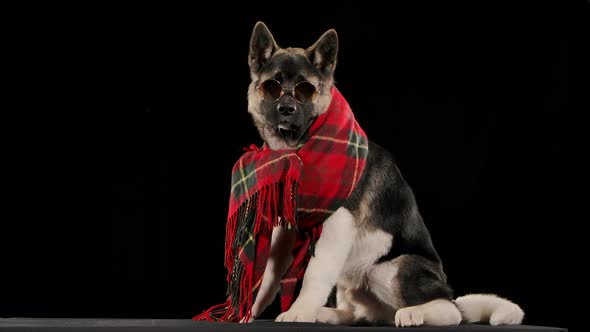 Dog Breed American Akita Sits in the Studio on a Black Background, Ears Perked Up in Slow Motion alt