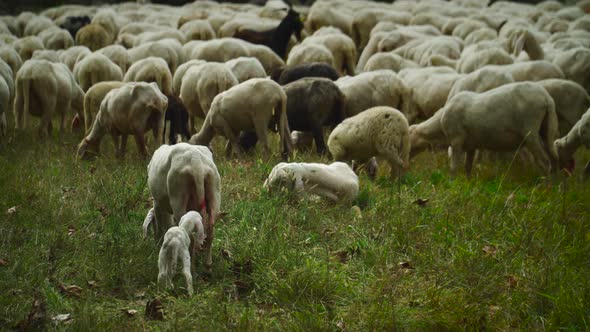 A Little Lamb And The Mother In A Flock