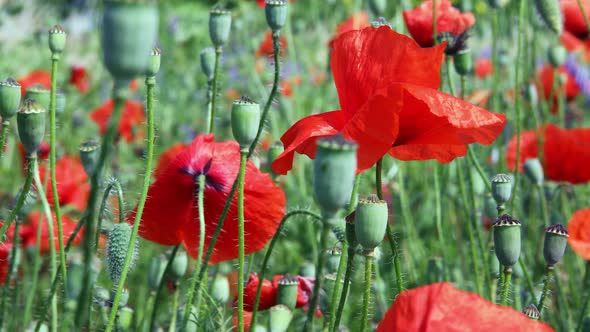 meadow with red poppy flowers