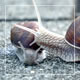 Snails On the Pavement - VideoHive Item for Sale