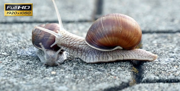 Snails On the Pavement