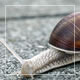 Snails On the Pavement 1 - VideoHive Item for Sale