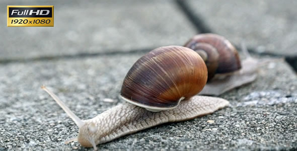 Snails On the Pavement 1