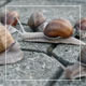 Snails On The Pavement 2 - VideoHive Item for Sale