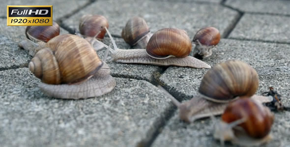 Snails On The Pavement 2