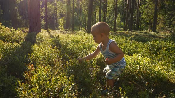 Little Boy Eats Blueberries in the Summer Forest