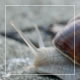Snails On the Pavement 4 - VideoHive Item for Sale