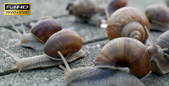 Snails On the Pavement 4